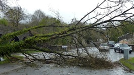ree falls on to road in Aberdulais