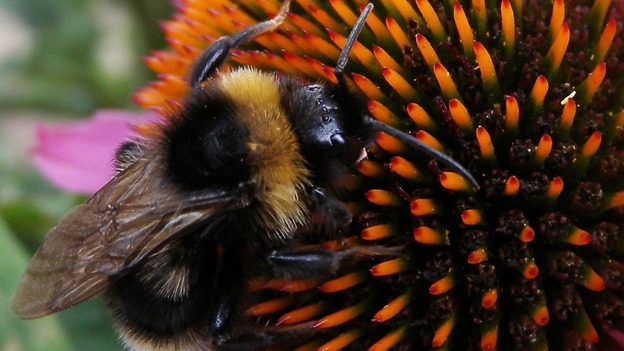 bee and flower