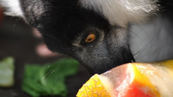 Lemur