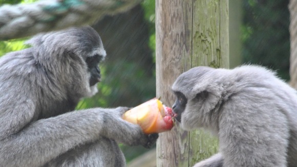 Gibbons