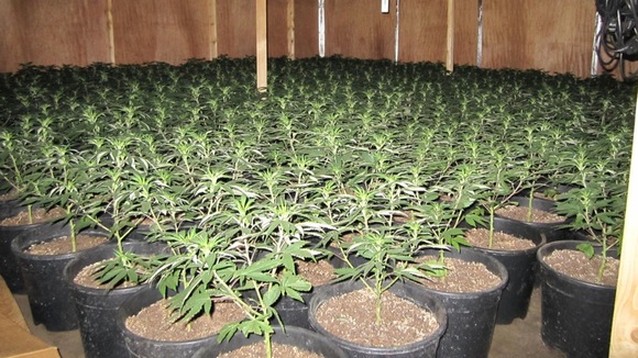 Cannabis Plants