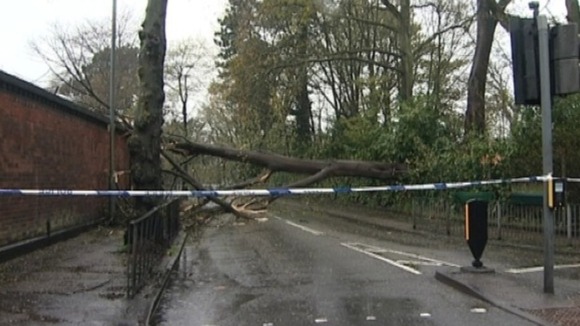 The large tree blocking Queensbridge Road in Birmingham