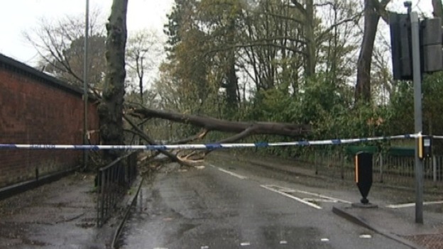 The large tree blocking Queensbridge Road in Birmingham