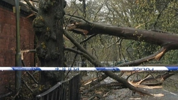 Branches hit a wall near the Swanshurst School