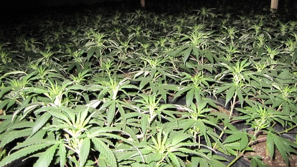 Cannabis plants