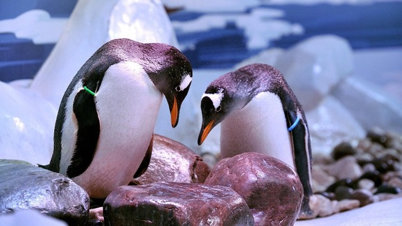 Two penguins looking at pebbles.