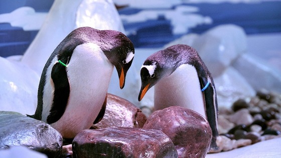 Two penguins looking at pebbles.