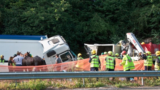 Some of the horses are rescued by crews from Hampshire Fire and Rescue Service