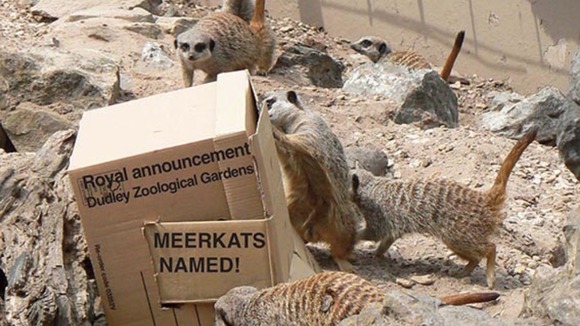 Meerkats at Dudley Zoological Gardens.