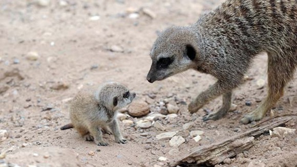 Meerkats at Dudley Zoological Gardens.