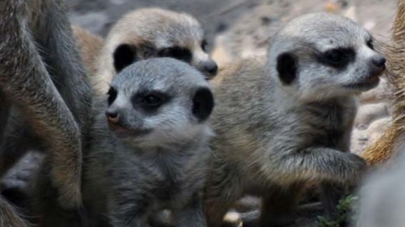 Meerkats at Dudley Zoological Gardens.
