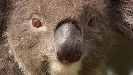 Koala bears have been listed as threatened species in parts of Australia