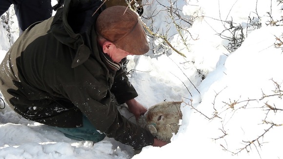 Gareth rescues sheep