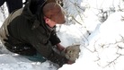 Rescue sheep