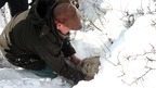 Rescue sheep