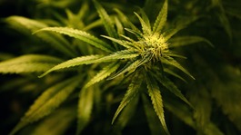 Cannabis plant