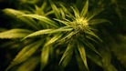 Cannabis plant