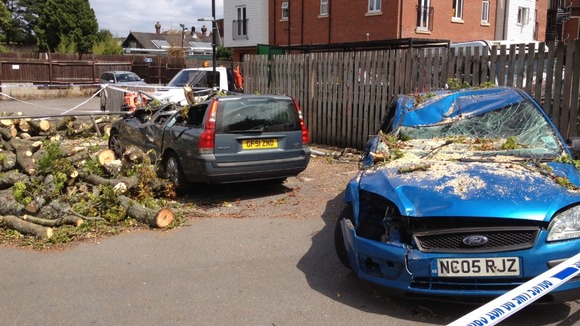 car crushed by tree