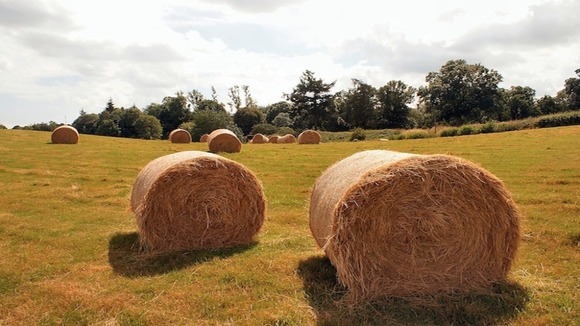 bales of hay in the sun