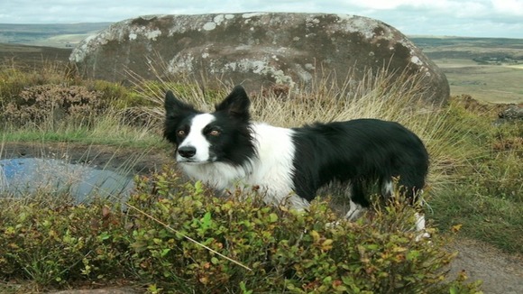 Trixie the dog on The Roaches