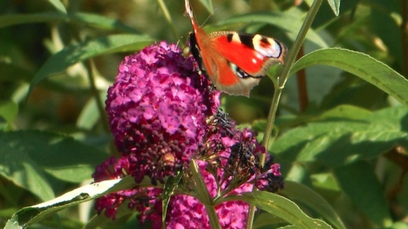 Butterfly on a purple flower