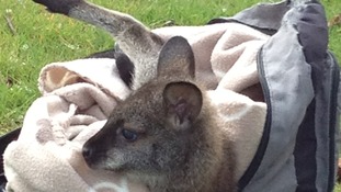 Orphaned baby wallaby Tiny Tilly