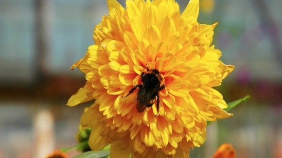bee on a yellow flower