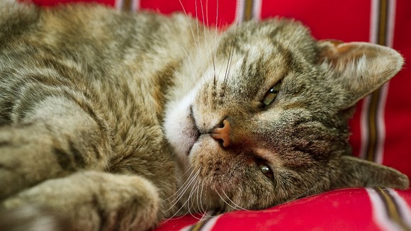 A cat lying down on a chair