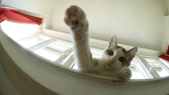 Young tomcat Pixel lies on a window-sill in an apartment.