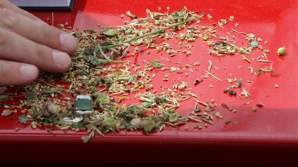 seeds