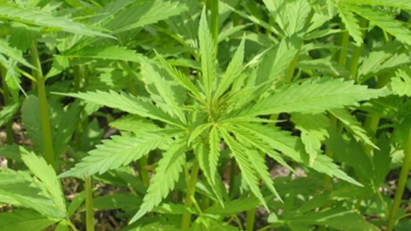 Cannabis Plants