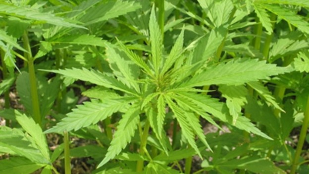 Cannabis Plants