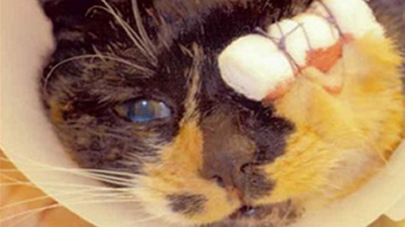 Misty seen after surgery to remove her eye