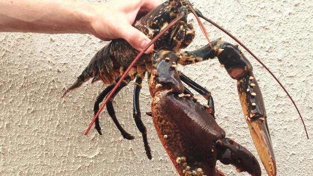 lobster