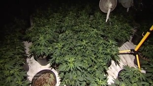 Cannabis
