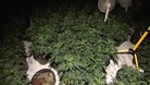 Cannabis