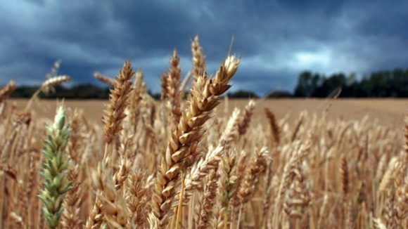 Field of barley with clouds overhead