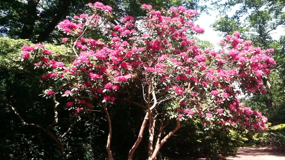 pink plant in the sunshine