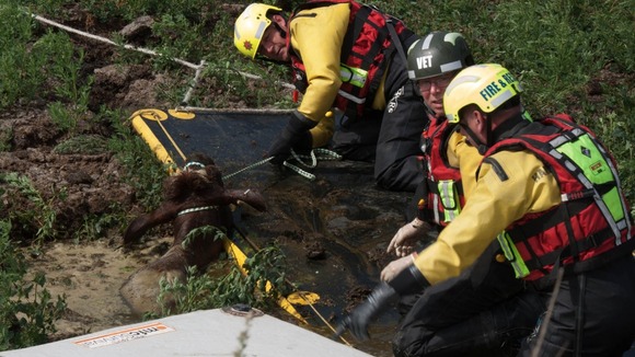 Cow rescue