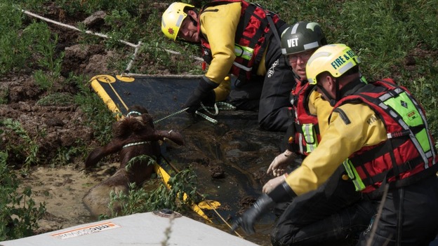 Cow rescue