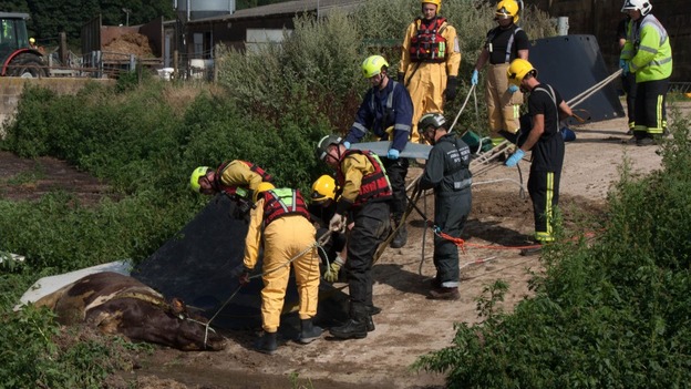 Cow rescue