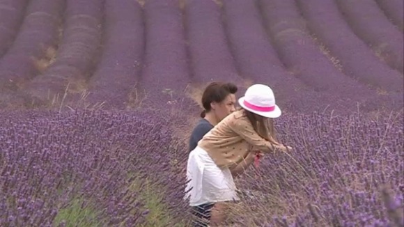 Hitchin Lavender