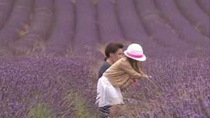 Hitchin Lavender
