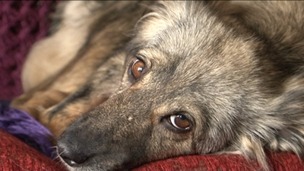 Glory the rescued dog