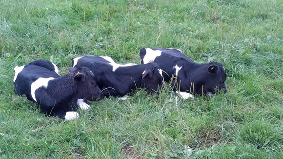 3 bullocks