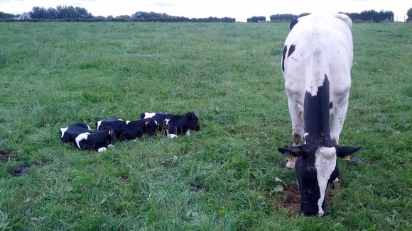 Bullocks with mum