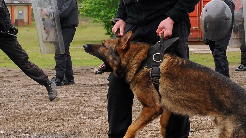 Officer gets £6,000 compensation for police dog bite Wales ITV News