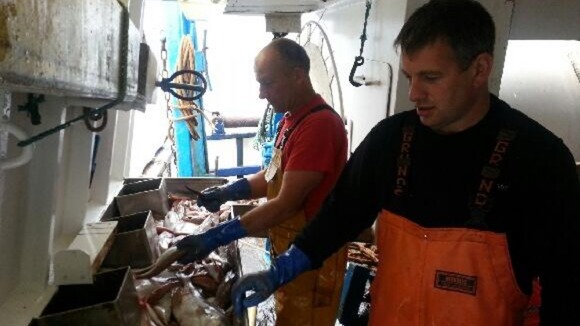 Fish in the gutting tray, ready for sorting and gutting