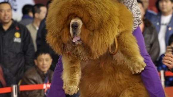 A man holds up his Tibetan mastiff