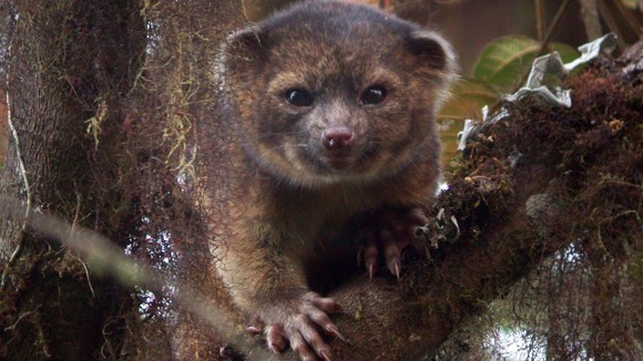 The Smithsonian Institute released this picture of the Olinguito.